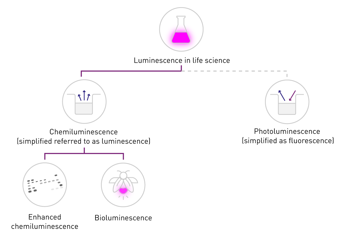 What is Luminescence - Meaning & Examples | BMG LABTECH